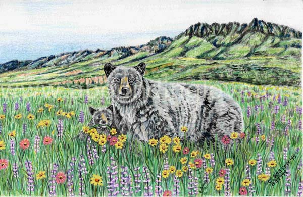 20 Bear  Cub In Meadow