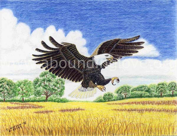 38 Eagle Over Wheat Field